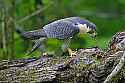 _MG_4468 peregrine falcon with cowbird.jpg