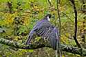 _MG_6383 Peregrine Falcon - Perry.jpg