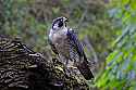 _MG_6428 Peregrine Falcon - Perry.jpg