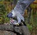 _MG_9071 peregrine falcon.jpg