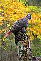 _MG_9220 red-tailed hawk.jpg