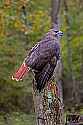 _MG_9225 red-tailed hawk.jpg