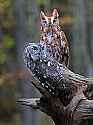 _MG_9266 gray and red phase screech owls.jpg