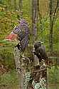 _MG_9326 normal and harlan phase red-tailed hawk.jpg