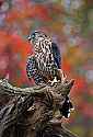 _MG_9431 merlin - jack.jpg