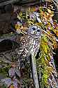 _MG_9715 Robbie the Barred Owl.jpg