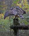 _MG_9779 broad winged hawk - kendra.jpg