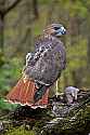 _MG_9946 red-tailed hawk with rat.jpg