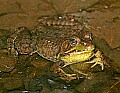 _MG_0031 green frog.jpg