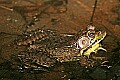 _MG_0034 green frog.jpg