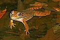 _MG_0069 Frog.jpg