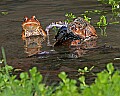 _MG_0100 woodhouse frogs mating.jpg