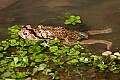 _MG_0113 woodhouse's toads with eggs .jpg