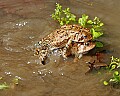 _MG_0122 woodhouse's toads mating.jpg