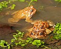 _MG_0127 woodhouse's toads mating with eggs in the water.jpg