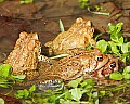 _MG_0133 woodhouse's toads mating.jpg
