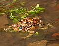 _MG_0138 Woodhouse's Toad and eggs.jpg