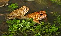 _MG_0143 woodhouse's toads mating.jpg