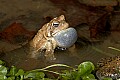 _MG_0158 woodhouse's frog singing.jpg