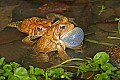 _MG_0175 woodhouse's toads mating.jpg