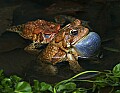 _MG_0176 Woodhouse's Toad singing.jpg