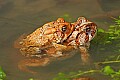 _MG_0193 woodhouse's toads mating.jpg