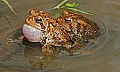 _MG_0208 woodhouse's toads mating.jpg