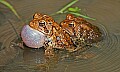 _MG_0222 woodhouse's toads mating.jpg