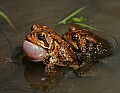 _MG_0229 woodhouse's toads mating.jpg