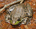 _MG_0231 green frog.jpg
