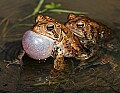 _MG_0260 woodhouse toads mating.jpg
