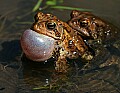 _MG_0262 woodhouse's toads singing.jpg
