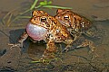 _MG_0268 woodhouse's toads mating.jpg