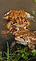 _MG_0285 woodhouse's toads mating.jpg
