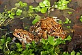 _MG_0286 woodhouse's toads mating.jpg