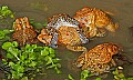 _MG_0305 woodhouse's toads mating orgy.jpg
