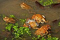 _MG_0311 woodhouse's toads mating orgy.jpg
