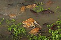 _MG_0312 woodhouse's toads mating orgy.jpg