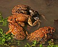 _MG_0320 woodhouse's toads mating orgy.jpg