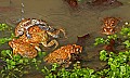 _MG_0328 woodhouse's toads mating orgy.jpg