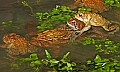 _MG_0330 woodhouse's toads mating orgy.jpg