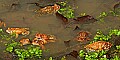 _MG_0332 woodhouse's toads mating orgy.jpg