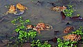 _MG_0333 woodhouse's toads mating orgy.jpg