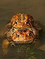 _MG_0340 woodhouse toads mating.jpg