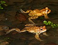 _MG_0348 woodhouse's toads.jpg