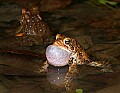 _MG_0357 woodhouse's toad singing.jpg