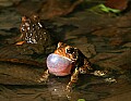 _MG_0360 woodhouse's toad singing.jpg
