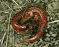 _MG_1088 dead salamander.jpg