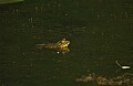 bullfrog.jpg