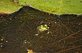 DSC_2938 bullfrog.jpg
